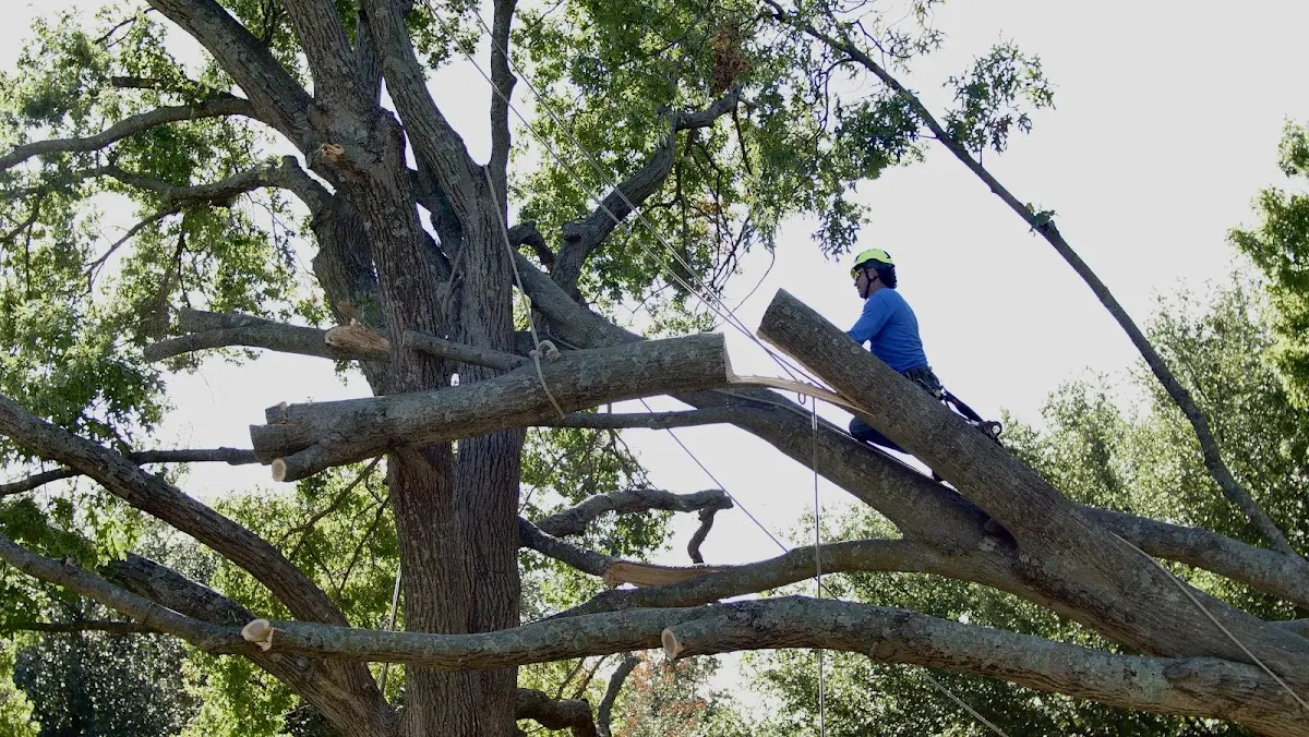Professional Crown Thinning performed by certified arborists in Port Republic