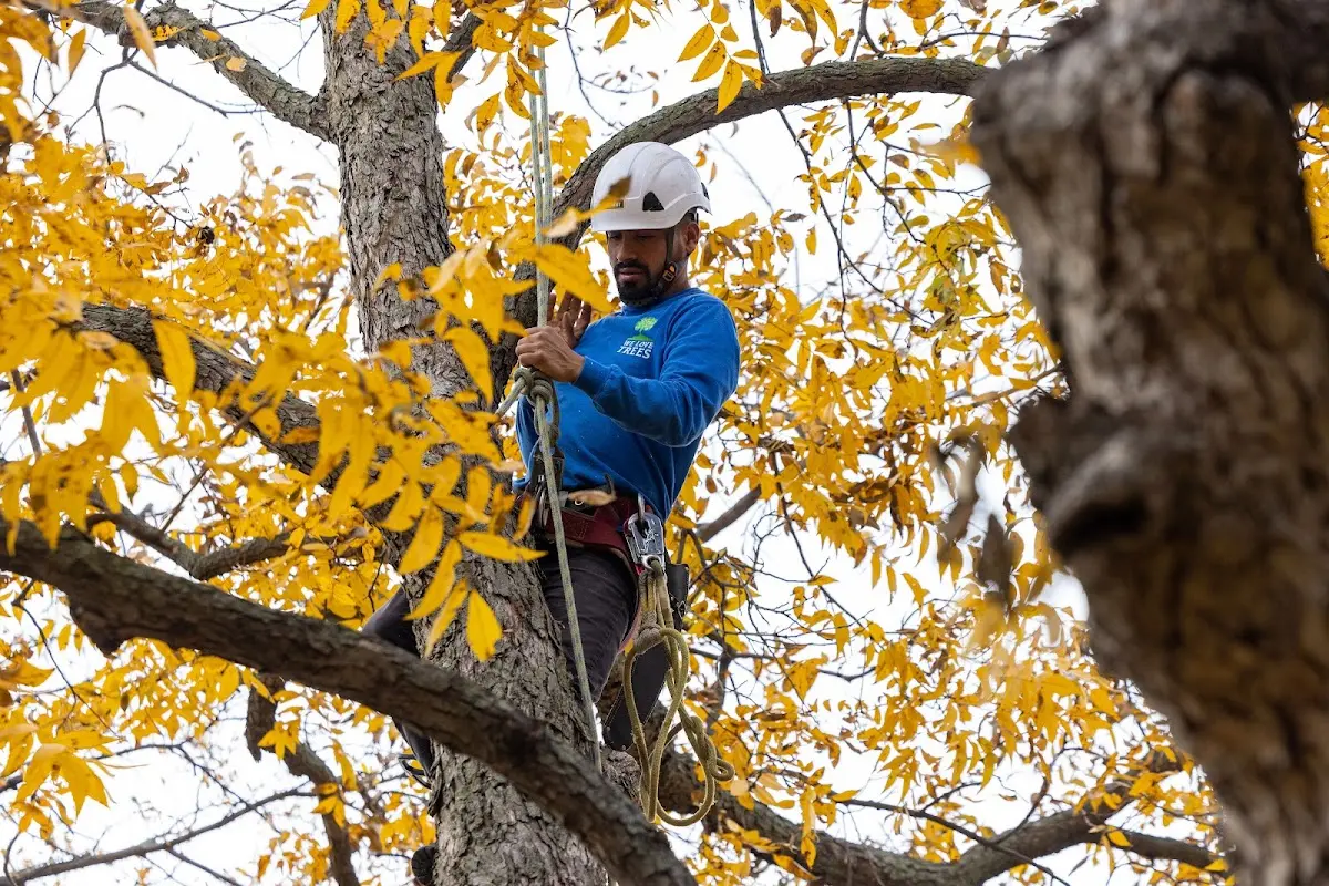 Skilled Tree Pruning crew working in Port Republic